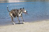 WHIPPET 187